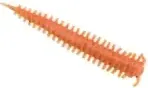 Berkley Gulp Saltwater Sandworm 24pc 5cm New Penny