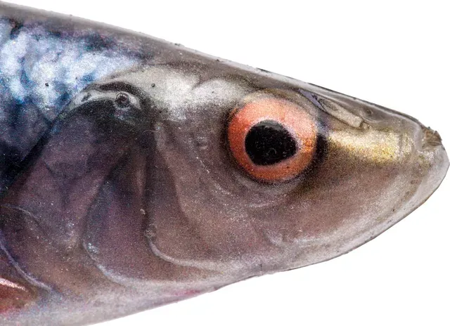 Savage Gear 4D Herring Shad Bulk 11cm 9g Firetiger