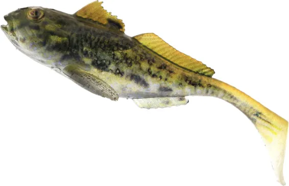 Westin Gunnar the Goby 10cm 12.8g Appleseed