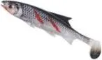 Balzer Shirasu Clone Shad Softbait 6.5cm BlMin
