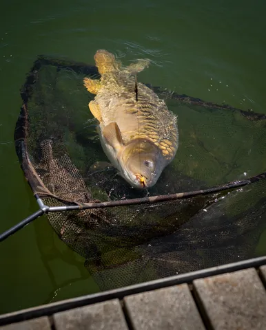 Fox Horizon X4S Landing Net 106.68cm Retractable