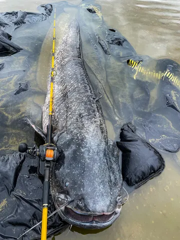 Black Cat Cast Baitcasting Reel 301 5.2:1 320g 12kg 66cm LH