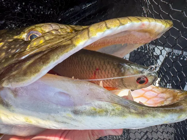 Fox Rage Ultra Natural Roach Replicant Swimbait 28cm 255g