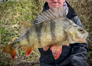 Winter Warriors - Dicke Winter-Barsche?!