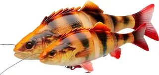 Savage Gear D Line Thru Perch 23cm 145g Albino