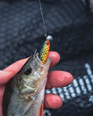 Fox Rage Mini Tiddler Weiche Köder 4pc 8cm 5g