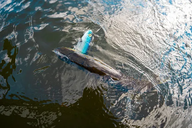 Fox Rage Jointed Replicant 32cm 355g Blue Shiner UV