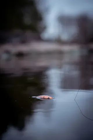 Salmo Rattlin' Executor Crankbait SDR 7cm 1.5–3.9m 8g Brown Perch