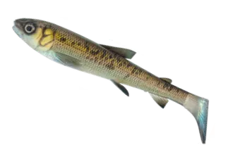 Savage Gear 3D Whitefish Shad Soft Bait 15cm 27g 2pc Green Pearl
