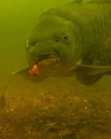 Fox Carp Ready Rigs Fluoro D-Rig 3pcs 6 8.62kg 30cm