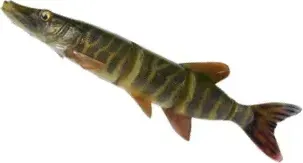 Savage Gear 4D Line Thru Pike Swimbait 25cm 105g Slow sinking Striped Pike