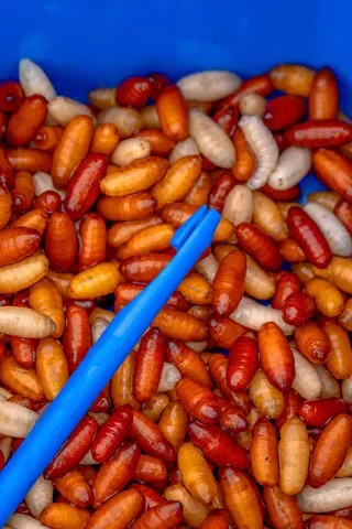 Preston Bander Disgorger Twin Pack 4mm