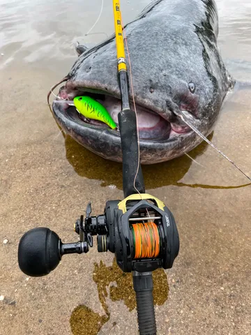 Black Cat Cast Baitcasting Reel 301 5.2:1 320g 12kg 66cm LH