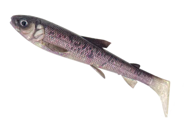 Savage Gear 3D Whitefish Shad Soft Bait 15cm 27g 2pc Bone Ghost 3D WHITEFISH SHAD 15CM 27G Bone Ghost 2PC Savage Gear 3d Whitefish Shad - Gummifische - Länge / Gewicht / Packungsinhalt:15cm / 27g / 2 Stück