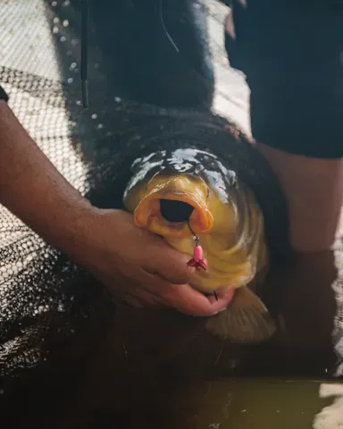 Fox Carp Ready Rigs Fluoro D-Rig 3pcs 6 8.62kg 30cm