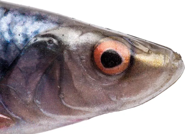 Savage Gear 4D Herring Shad Gummifische 13cm 17g Roach
