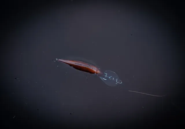 Salmo Rattlin' Executor Crankbait SDR 5cm 1.2–2.7m 5.5g Clear Brown Perch