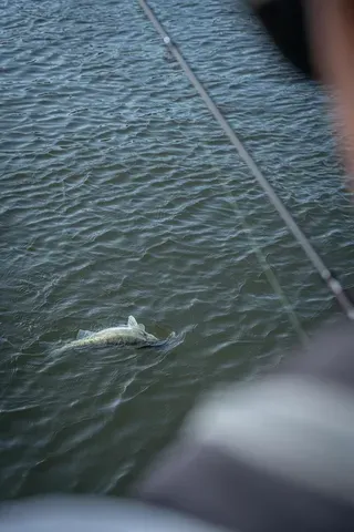 Fox Rage Warrior Zander Jig Spinning Rod 2.4m 10–30g