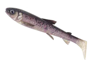 Savage Gear 3D Whitefish Shad Soft Bait 15cm 27g 2pc Bone Ghost 3D WHITEFISH SHAD 15CM 27G Bone Ghost 2PC Savage Gear 3d Whitefish Shad - Gummifische - Länge / Gewicht / Packungsinhalt:15cm / 27g / 2 Stück