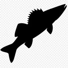 Zander Season Starts Now