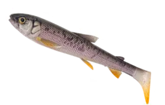 Savage Gear 3D Whitefish Shad Soft Bait 15cm 27g 2pc Wagasaki 3D WHITEFISH SHAD 15CM 27G WAGASAKI 2PC Savage Gear 3d Whitefish Shad - Gummifische - Länge / Gewicht / Packungsinhalt:15cm / 27g / 2 Stück