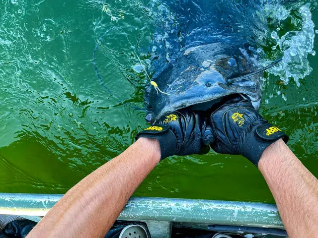 Black Cat Waterproof Glove One Size Full Finger Landing