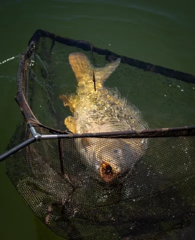 Fox Horizon X4S Landing Net 106.68cm Retractable