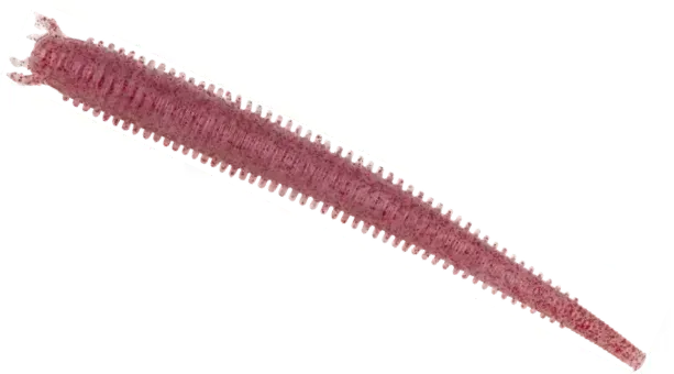 Berkley Gulp! Saltwater Fat Sandworm 10cm Clear Red Fleck