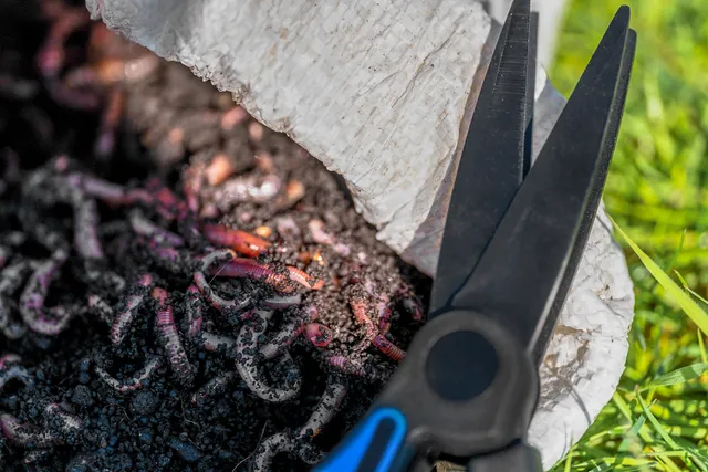 Preston Wurmschere Doppelklinge Edelstahl