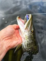 Savage Gear Deviator Tail Tail-Köder & Hybrid-Köder 16.5cm 48g 0.5–1.5m Clear Herring