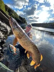 Savage Gear 4D Line Thru Roach Softbaits 32cm 1.5–3m 445g Moderate Sink Roach