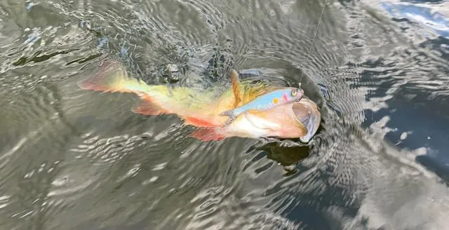 Savage Gear Craft Dying Minnow 7.5cm 2g Roach