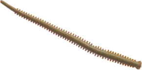 Berkley Gulp Saltwater Isome Futomi Softbait 10cm Worm Red Motor Oil