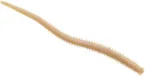 Berkley Gulp Saltwater Isome Futomi Softbait 10cm Worm Natural