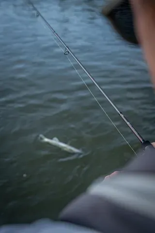 Fox Rage Warrior Zander Jig Spinning Rod 2.4m 10–30g