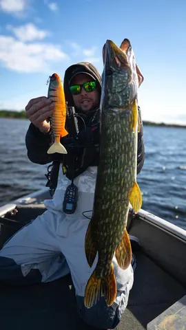 Fox Rage Jointed Replicant 27cm 241g Orange Belly Perch UV