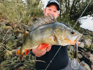 Mit Serchbaits auf Barsch & Zander!