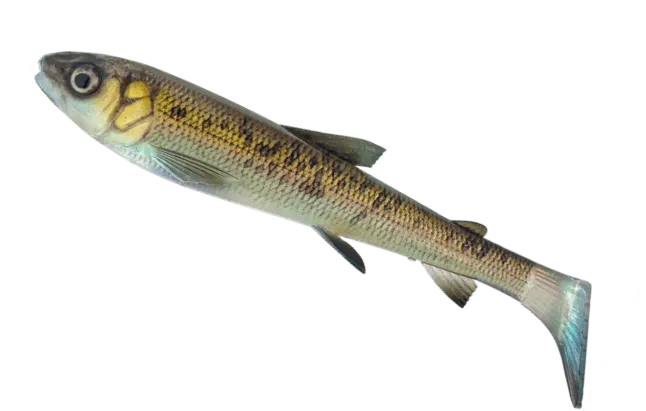 Savage Gear 3D Whitefish Shad Soft Bait 20cm 62g 1pc Green Pearl