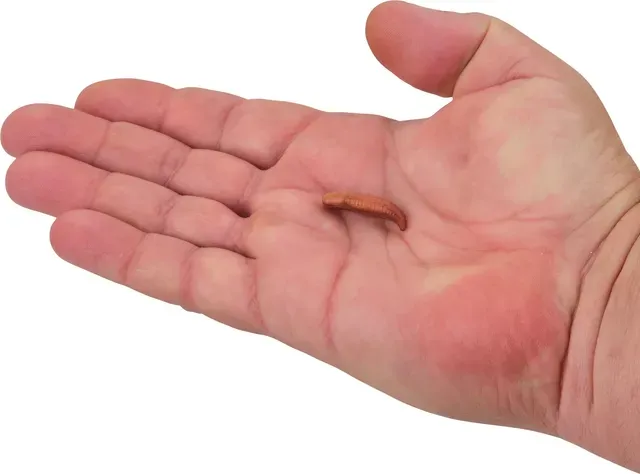 Berkley Gulp!® Floating Pinched Crawler 3cm Chunky Cheese