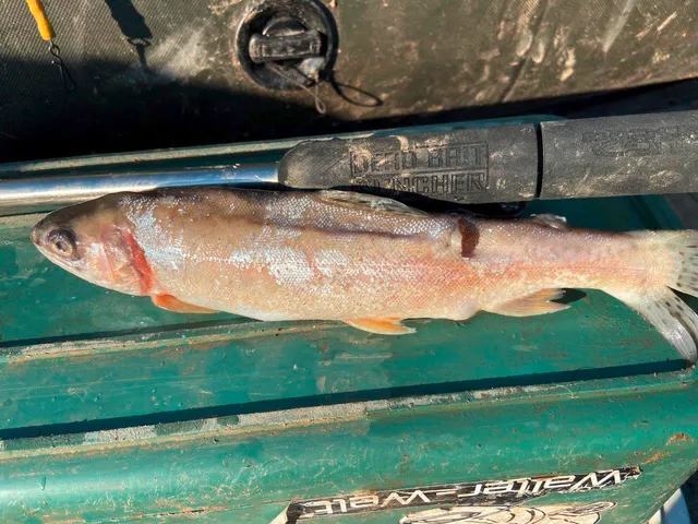 Black Cat Dead Bait Puncher 40cm River