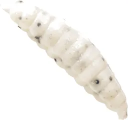 Westin Maggot Gummiköder 4.8cm White Garlic/Cheese