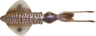 Savage Gear 3D Swim Squid 18cm 32g Cuttle Fish