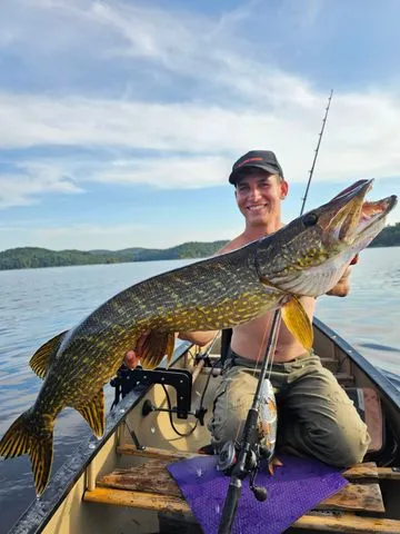 Savage Gear 4D Line Thru Roach Softbaits 32cm 1.5–3m 445g Moderate Sink Roach