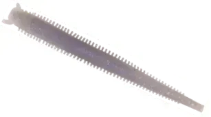 Berkley Gulp! Saltwater Fat Sandworm 10cm Opening Night