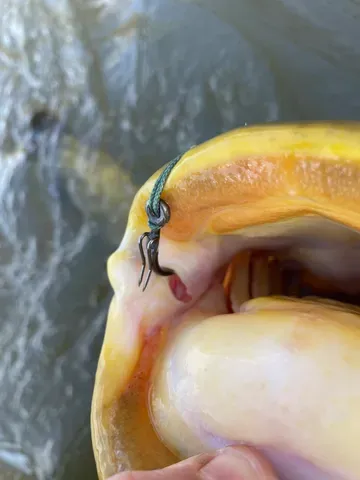 Black Cat Ghost Rig Hook Haken #7/0 28g 5pcs DG