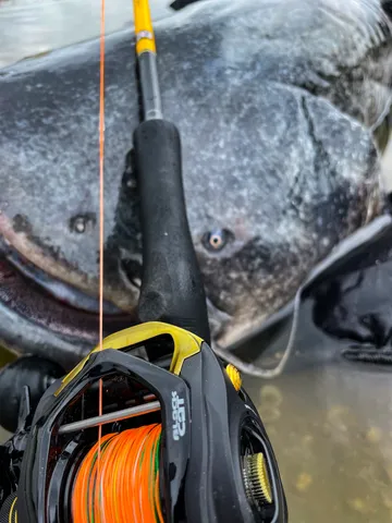 Black Cat Cast Baitcasting Reel 301 5.2:1 320g 12kg 66cm LH