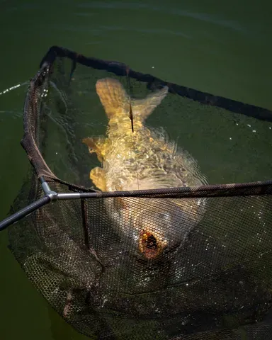 Fox Horizon X4S Landing Net 107cm Camo Mesh High Modulus Carbon