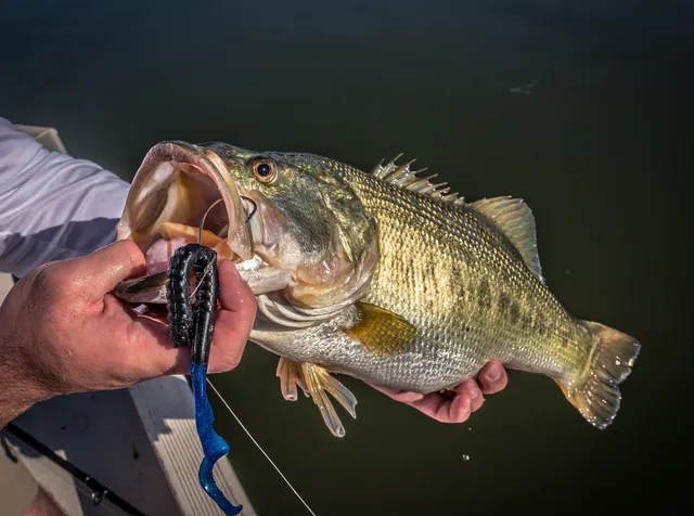Berkley PowerBait Softbaits PBBPW7 18cm Blue Fleck Firetail