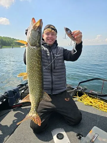 Abu Garcia Svartzonker McMy Tail Tail-Köder & Hybrid-Köder 20cm 83g 0.5–2m Blue Sunrise