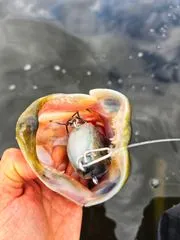 Savage Gear Deviator Tail Tail-Köder & Hybrid-Köder 16.5cm 48g 0.5–1.5m Clear Herring